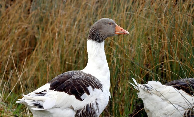 h maiz profile details overview