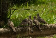 metric examination log review